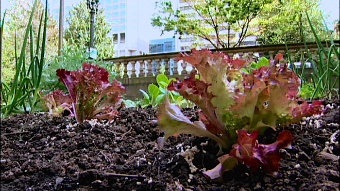 Portland City Hall Food Garden