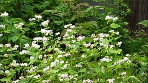 Cover Crop for the Home Garden