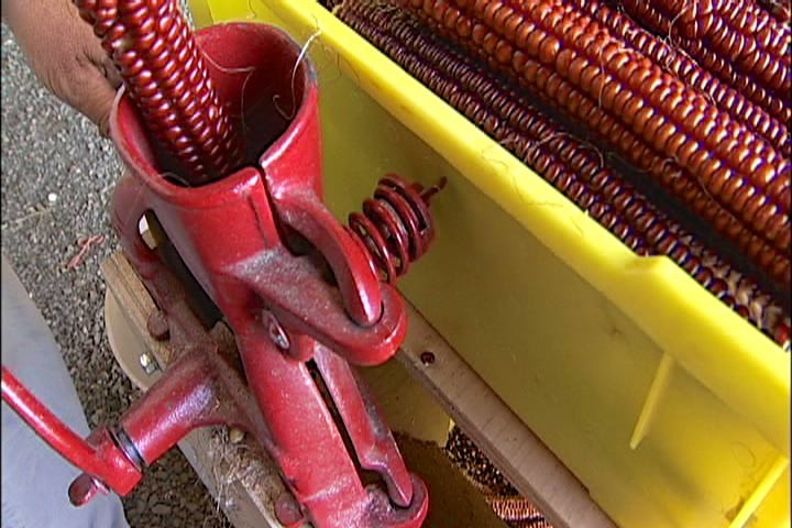 Corn Sheller Removing Seed Kernels from Ear