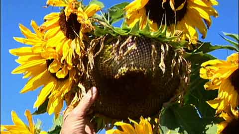 Harvesting and Saving Seeds from the Garden