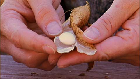 Harvesting and Saving Seeds from the Garden