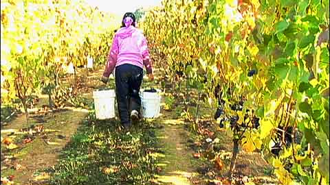 Focus On The Farm Worker: PCUN Union