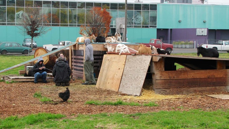 Chickens and goats in urban backyards