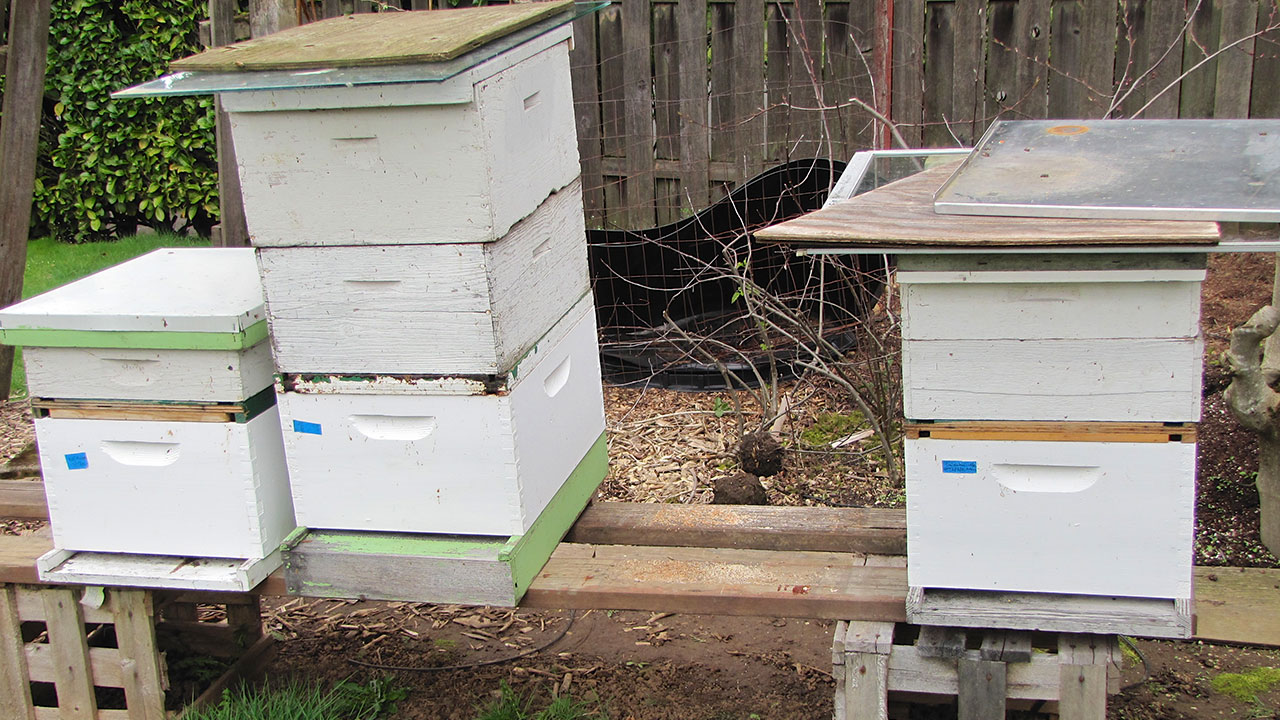 Beekeeping Basics: Equipment For Beginners -video