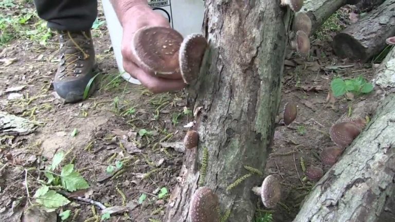 Mushroom Music - The Perennial Plate