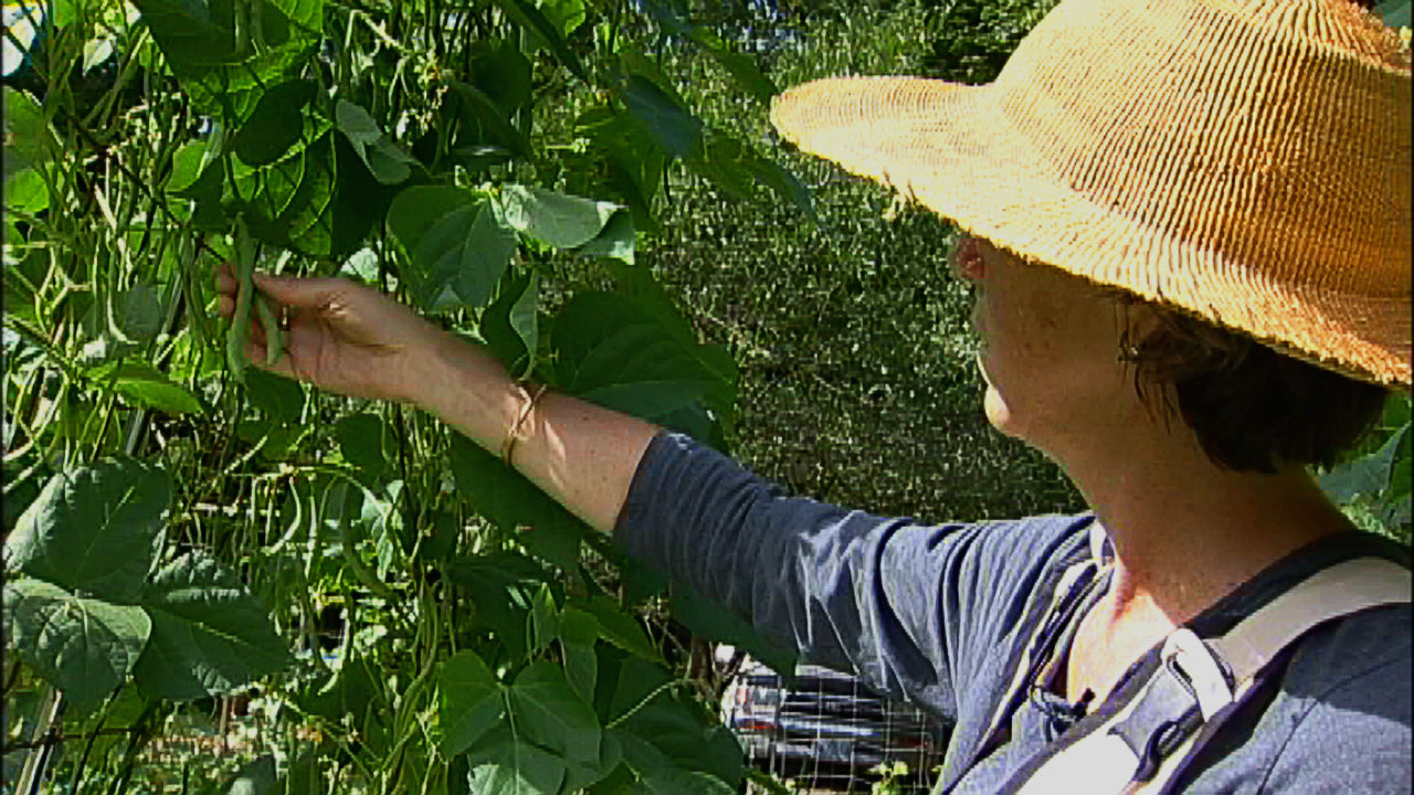 Harvesting Green Beans (video)