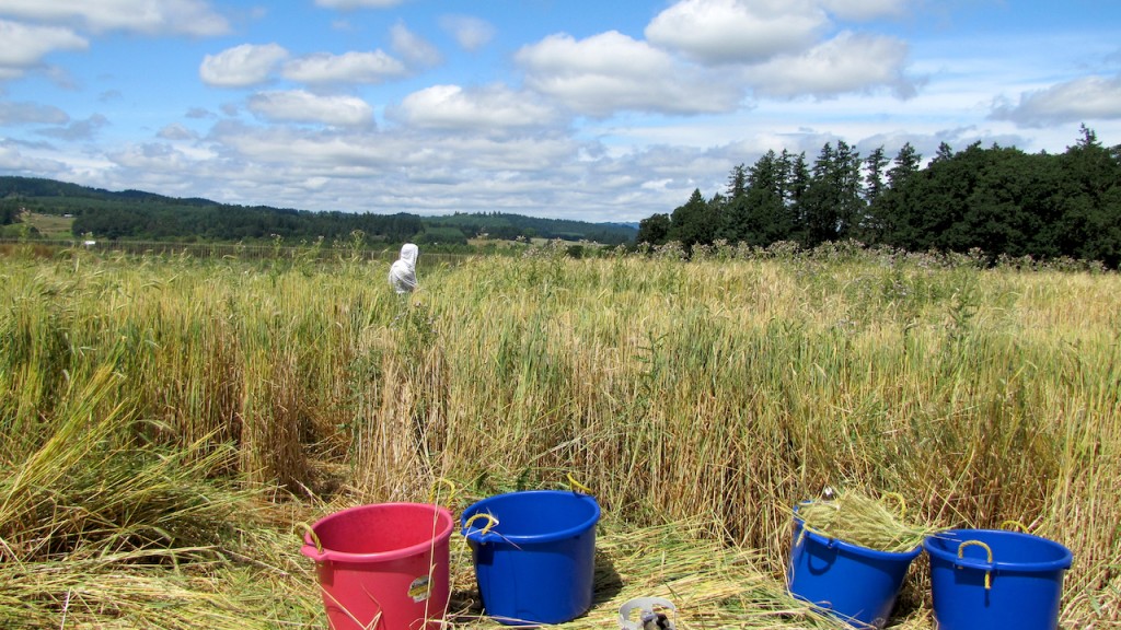 Field of Green Wheat