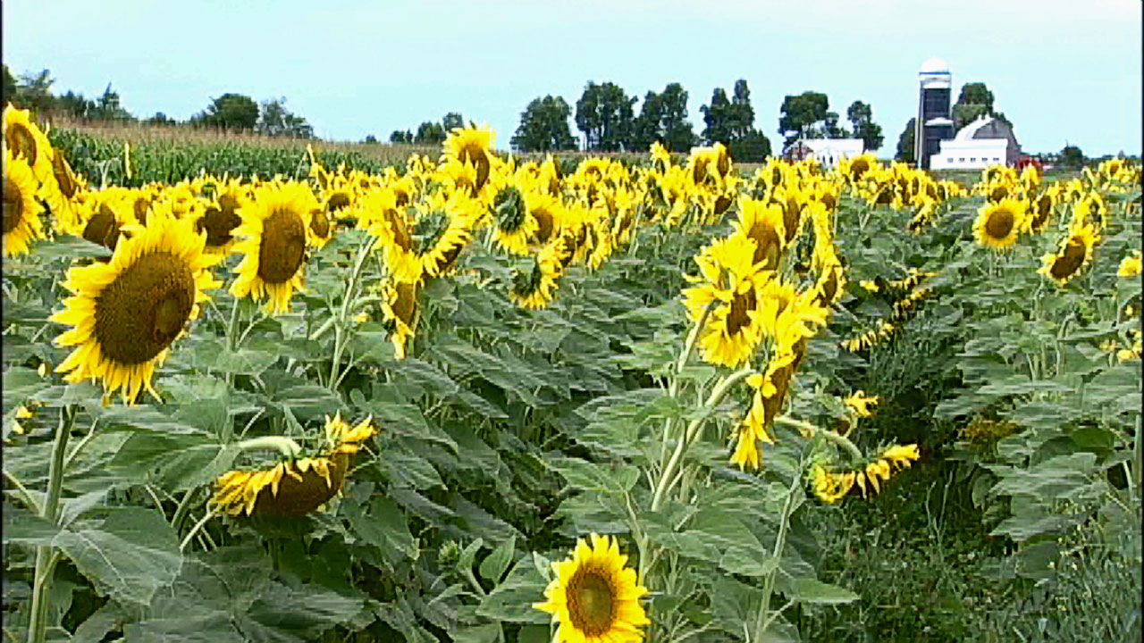 Growing Biodiesel Crops- Some Good Advice - Roger Rainville-SARE