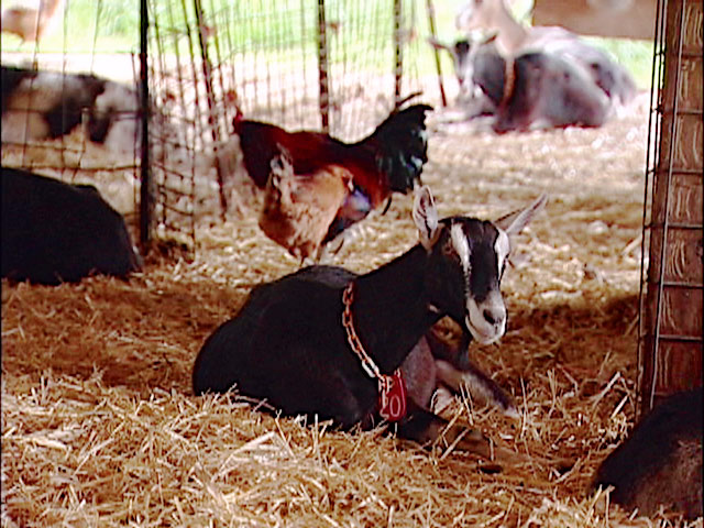 Artisan Cheese on the Farm - Chicken standing on a contented goat