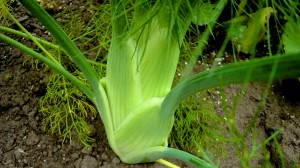 Braised Fennel in Butter