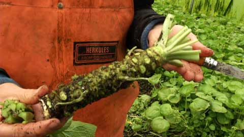 Fake Versus Real Wasabi