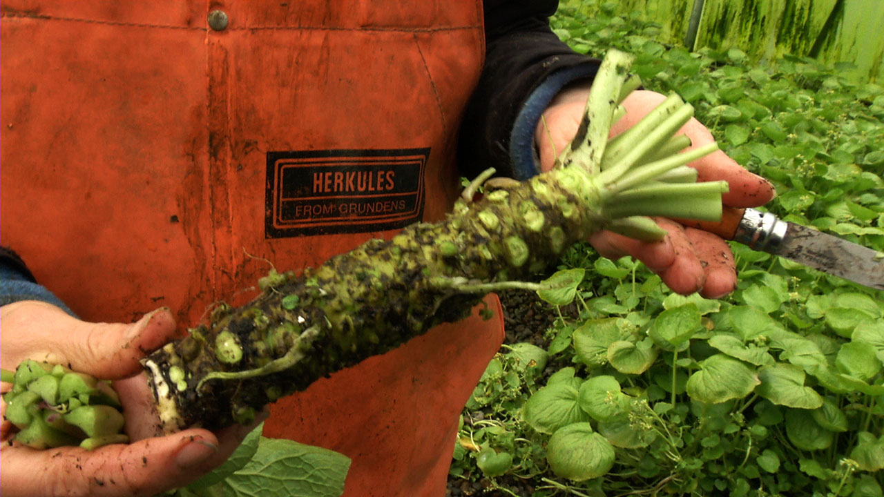 Visit to a Rare Wasabi Farm (video) Cooking Up a Story