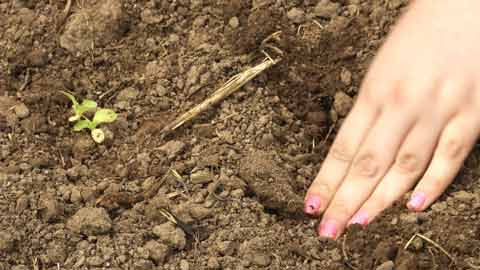 Supa Fresh Youth Farm: Helping Underserved Teens Learn Invaluable Life Skills