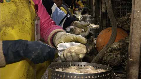 The Skilled Craft of Professional Oyster Shucking