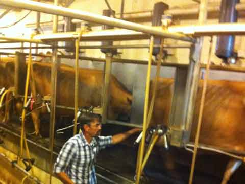 A Organic Dairyman Talks about the Milk Pasteurization Process (video)