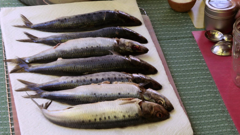 How to Can Sardines - video - Cooking Up a Story