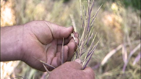 Agricultural Biotechnology: Sowing False Hope with Monumental Hubris