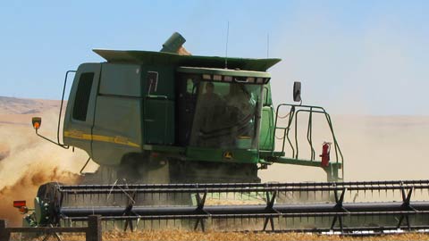 Wheat Harvest