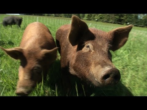 Considering the True Costs of Pasture Raised Pigs (video)