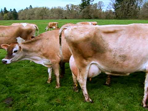 Organic Agriculture and Organic Certfication: Not So Ying and Yang