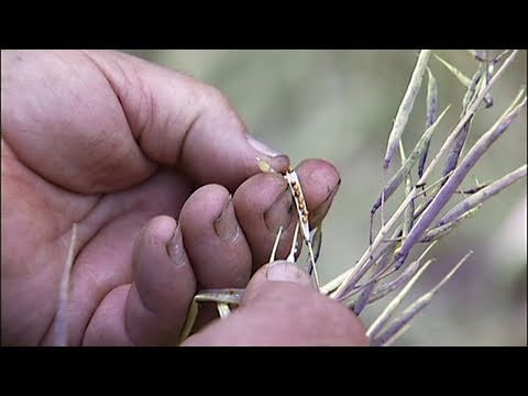 Seeds of Life: The Organic Seed Breeder (video)