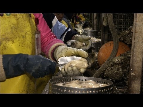 The Skilled Craft of Professional Oyster Shucking (video)