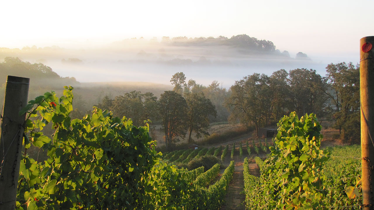 A Viticulturist In his Vineyard During Harvest