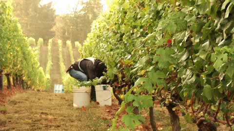 Food.Farmer.Earth Newsletter: Wine