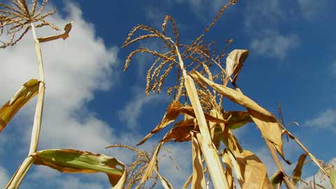 Cornfield in Winter: A Farmer's Reflections