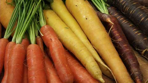 Growing Carrots: Red, Yellow, Purple & Orange (video)