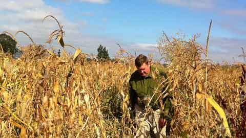 A Farmer and His Corn