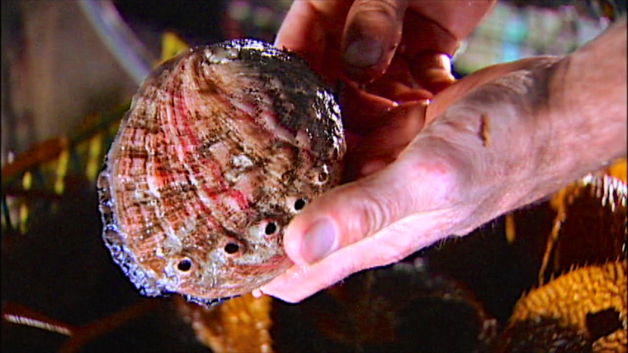 Sustainable Seafood: Abalone Farming In Monterey (video)