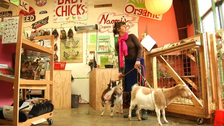 Expert Advice For Raising Goats in the City (video)