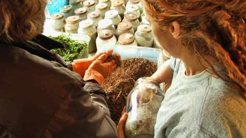 A Glimpse Inside a Wild and Cultivated Organic Mushroom Farm