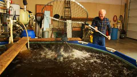 Designing a Sustainable Aquaponics System: An Inventor's Touch