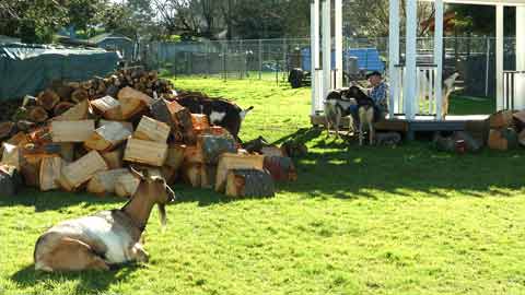 An Urban Goat Farm: Avita Springs Farm