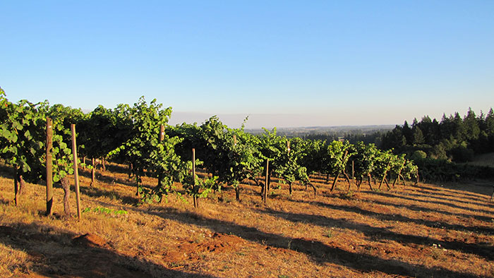 Eyrie Vineyards, McMinnville, Oregon