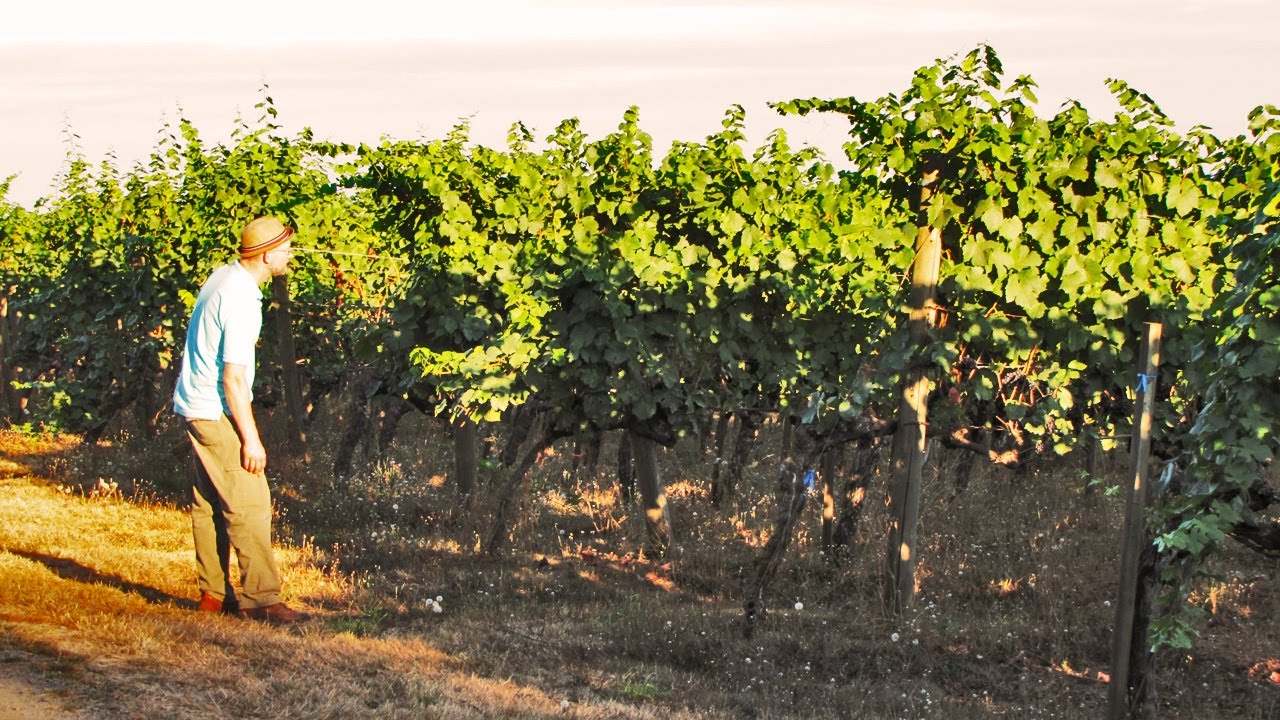 The Oldest Pinot Noir Vines in the Willamette Valley