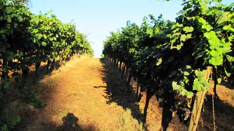 The Oldest Pinot Noir Vines in the Willamette Valley