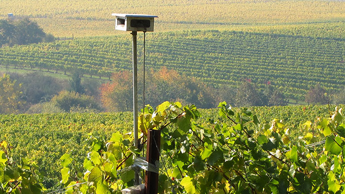 Bethel Heights Vineyard, Salem, Oregon