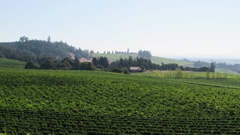 LIVE: A Sustainable Program for Wine Growers and Wineries