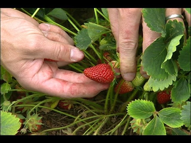 Strawberry Picking at a U-Pick
