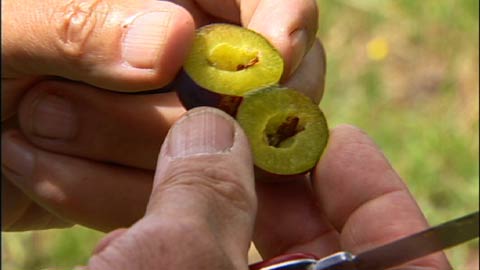 Lon Rombaugh and Luther Burbank's Stoneless Plums