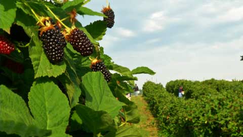 Harvesting Fresh Fruit Berries For A Local Farmer's Market