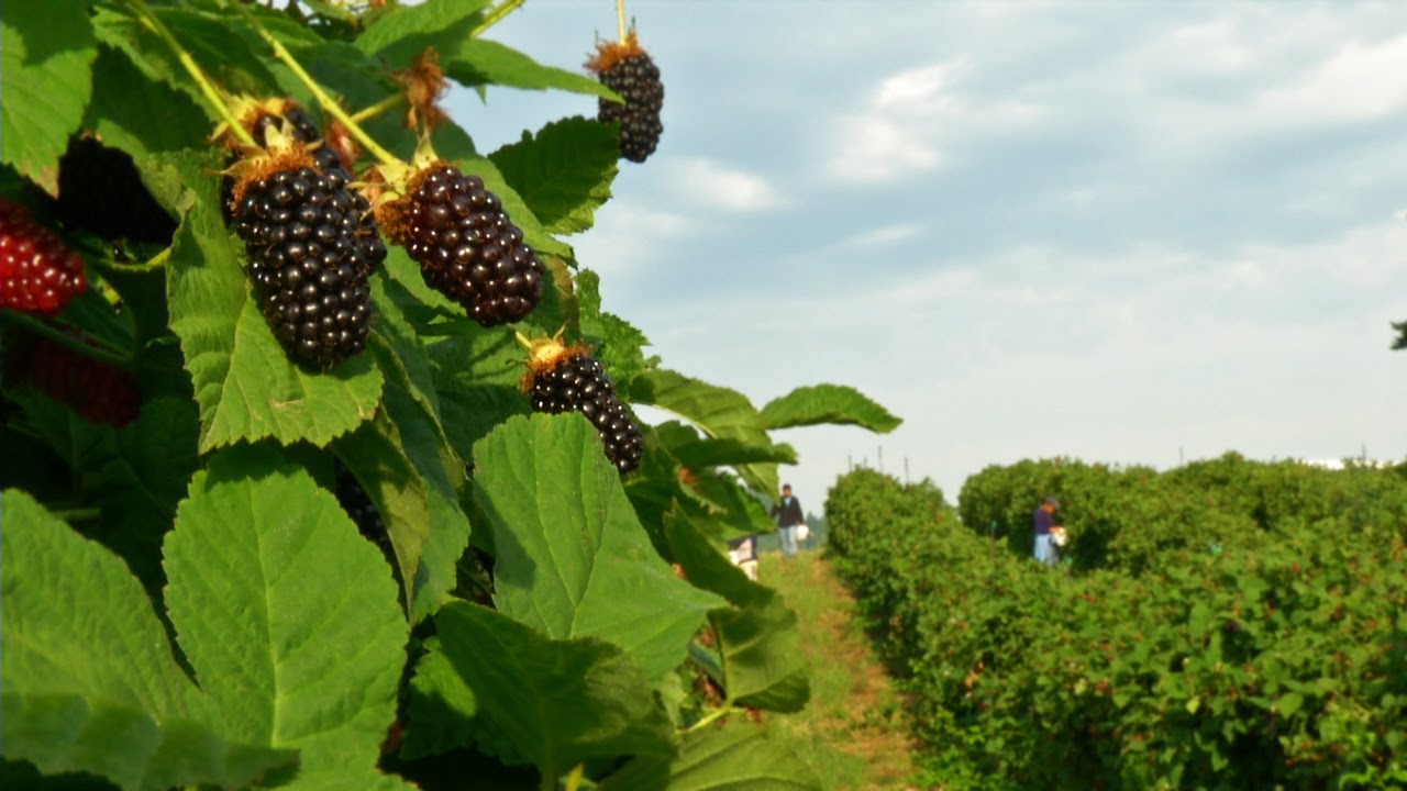 Harvesting Fresh Fruit Berries For A Local Farmer’s Market