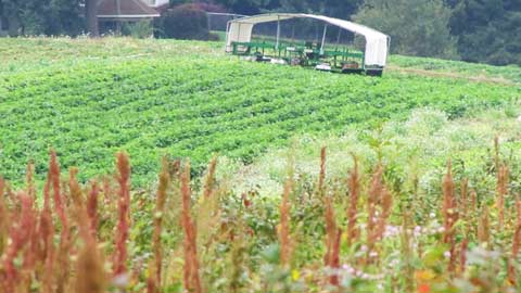 The Farm Harvest Crop Picker Designed for Comfort