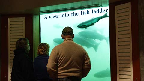 Record Columbia River Fall Chinook Run Through the Bonneville Dam