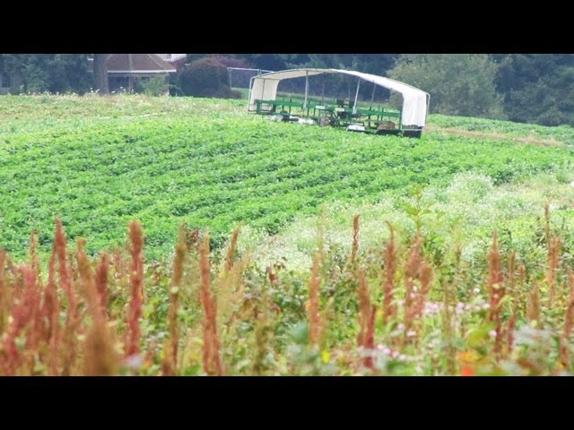 The Farm Harvest Crop Picker Designed for Comfort