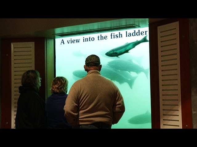 Record Number of Fall Chinook Pass Through Bonneville Dam