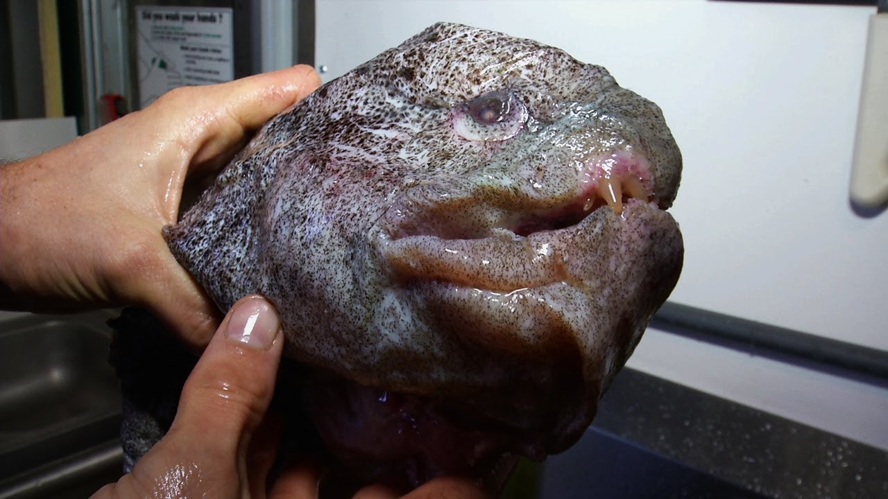 Trash Fish: Guess Who’s Coming to Dinner
